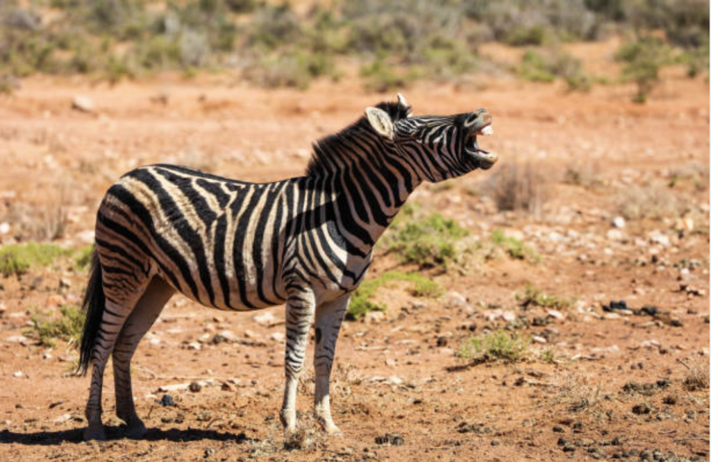 Donkey looking like zebra