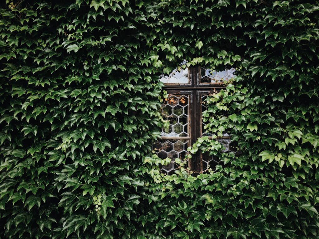 Vines covering wall with small portion of window showing